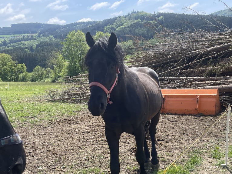 Hongaars sportpaard Mix Ruin 5 Jaar 156 cm Brauner in StollmühleLaimbach
