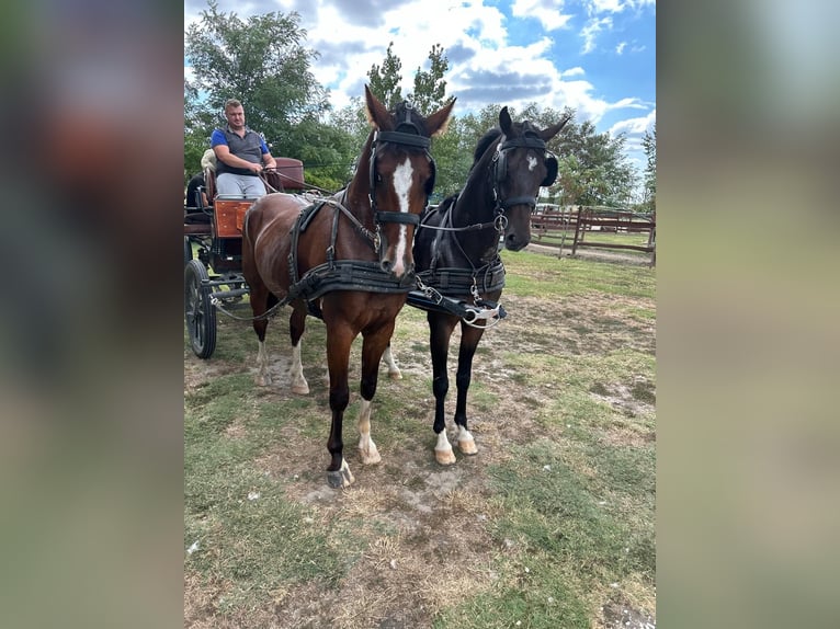 Hongaars sportpaard Mix Ruin 5 Jaar 158 cm Roodbruin in Tass