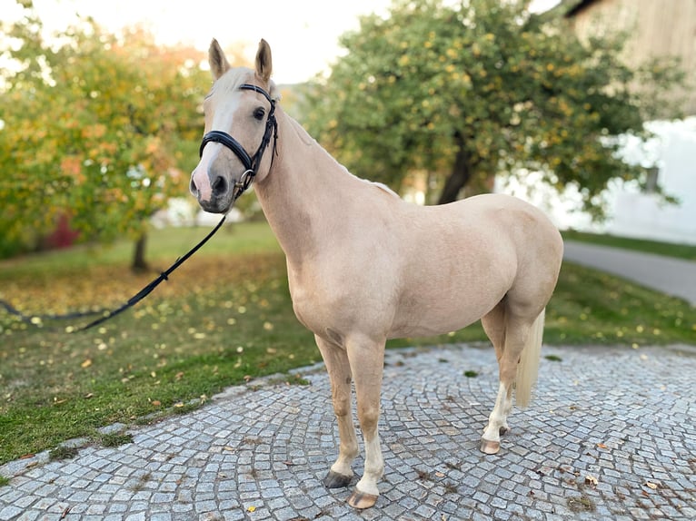 Hongaars sportpaard Ruin 5 Jaar 160 cm Palomino in Aigen-Schlägl
