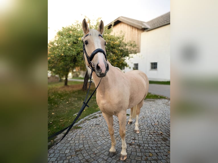 Hongaars sportpaard Ruin 5 Jaar 160 cm Palomino in Aigen-Schlägl