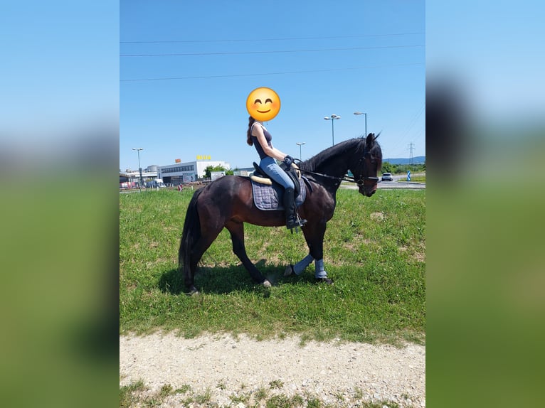 Hongaars sportpaard Ruin 5 Jaar 162 cm Donkerbruin in Tulln