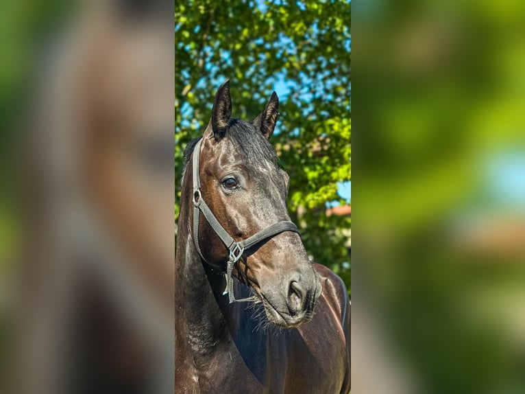 Hongaars sportpaard Ruin 5 Jaar 163 cm Zwart in Worms