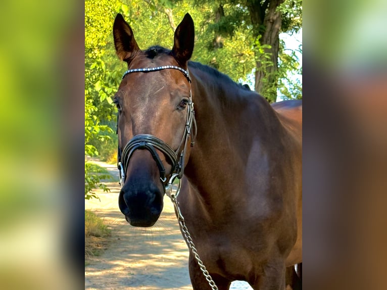 Hongaars sportpaard Ruin 5 Jaar 165 cm Bruin in Weiterstadt