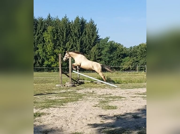 Hongaars sportpaard Ruin 5 Jaar 165 cm Buckskin in Marcali