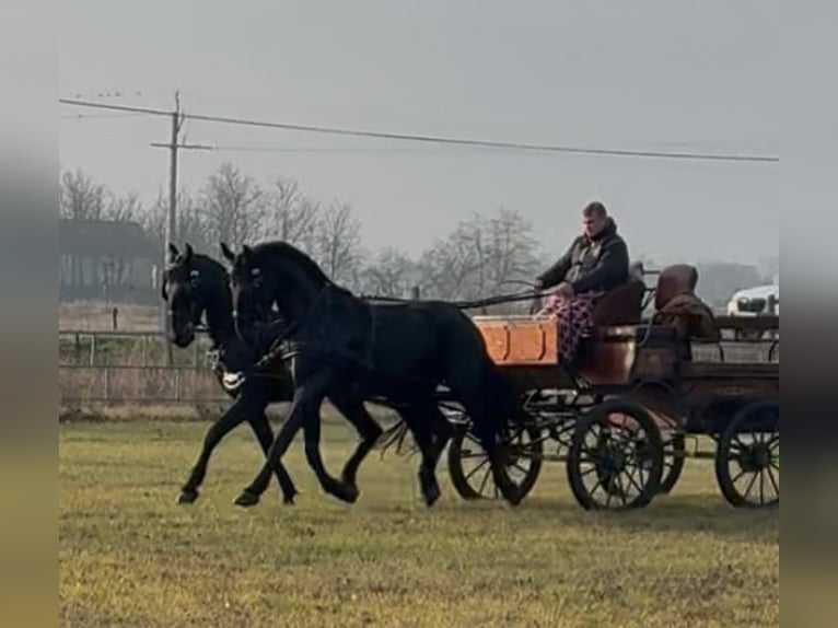 Hongaars sportpaard Ruin 5 Jaar 165 cm Donkerbruin in Tass