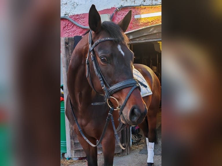 Hongaars sportpaard Ruin 5 Jaar 165 cm Donkerbruin in Baden