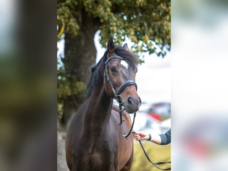 Hongaars sportpaard Ruin 5 Jaar 165 cm Zwartbruin in Heroldstatt Ennabeuren