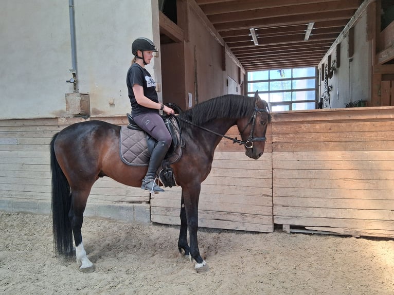 Hongaars sportpaard Ruin 5 Jaar 165 cm Zwartbruin in Heroldstatt Ennabeuren
