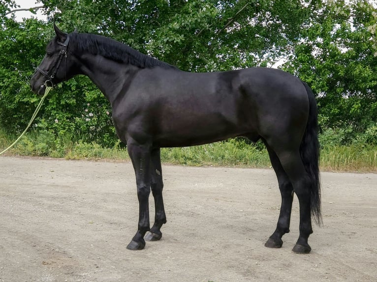 Hongaars sportpaard Ruin 5 Jaar 167 cm Zwart in Békés