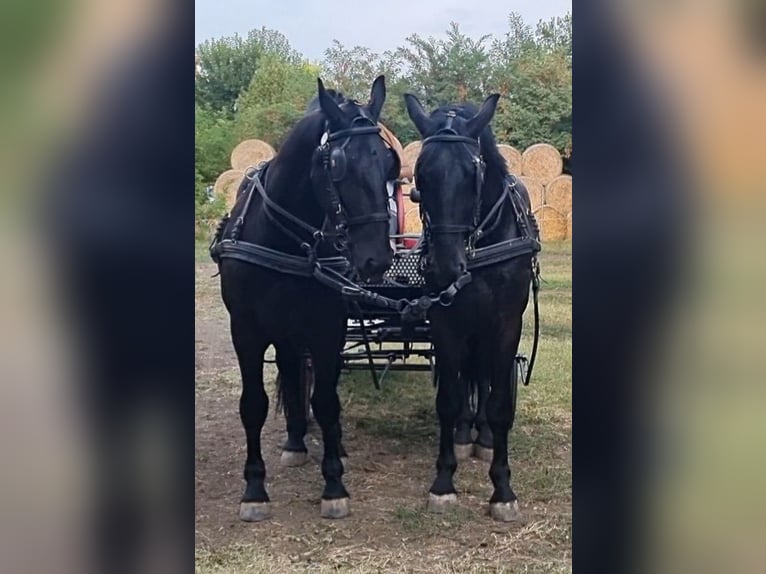 Hongaars sportpaard Mix Ruin 5 Jaar 167 cm Zwart in Békés