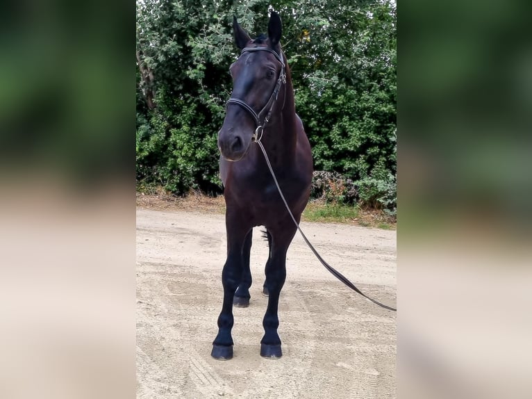 Hongaars sportpaard Mix Ruin 5 Jaar 167 cm Zwart in Békés