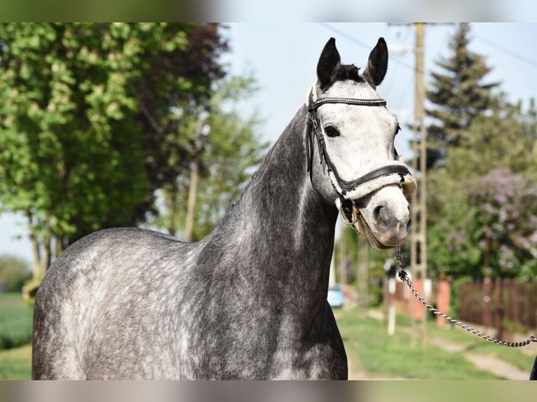 Hongaars sportpaard Ruin 5 Jaar 168 cm Schimmel in Tápiószőlős