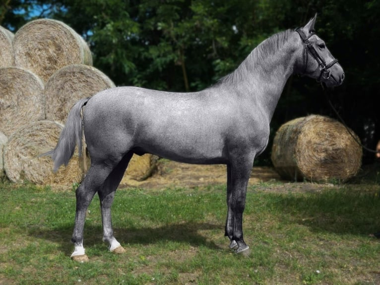 Hongaars sportpaard Mix Ruin 5 Jaar 169 cm Schimmel in B&#xE9;k&#xE9;s