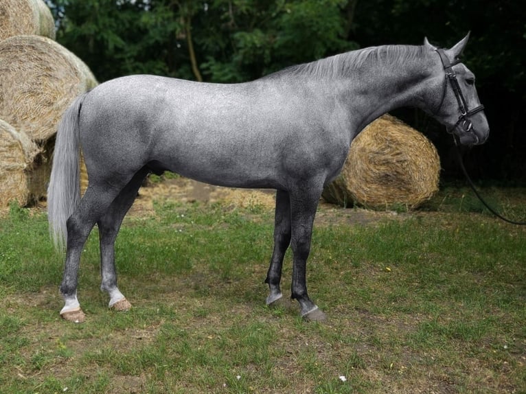 Hongaars sportpaard Mix Ruin 5 Jaar 169 cm Schimmel in B&#xE9;k&#xE9;s