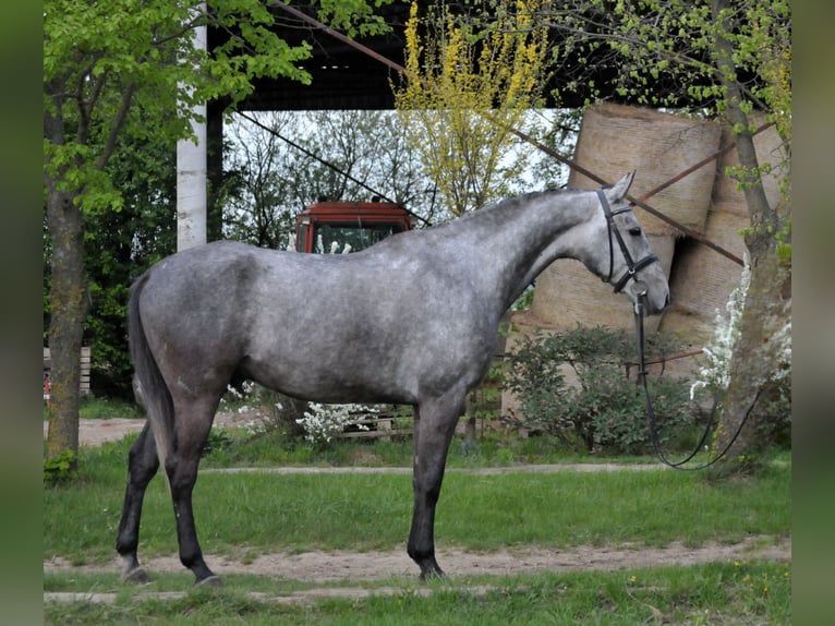 Hongaars sportpaard Ruin 5 Jaar 171 cm Schimmel in Schattendorf