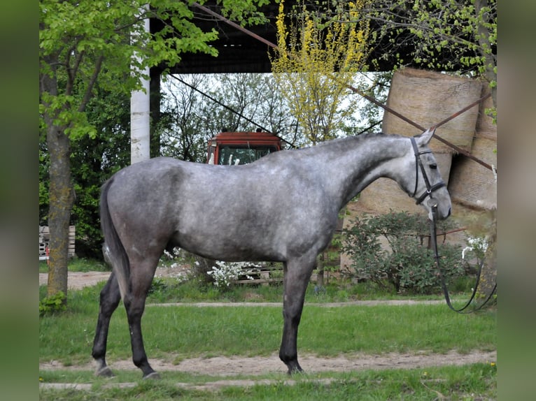 Hongaars sportpaard Ruin 5 Jaar 171 cm Schimmel in Schattendorf