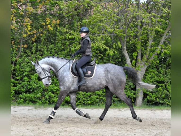 Hongaars sportpaard Ruin 5 Jaar 171 cm Schimmel in Schattendorf