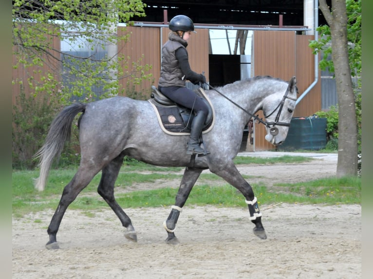Hongaars sportpaard Ruin 5 Jaar 171 cm Schimmel in Schattendorf