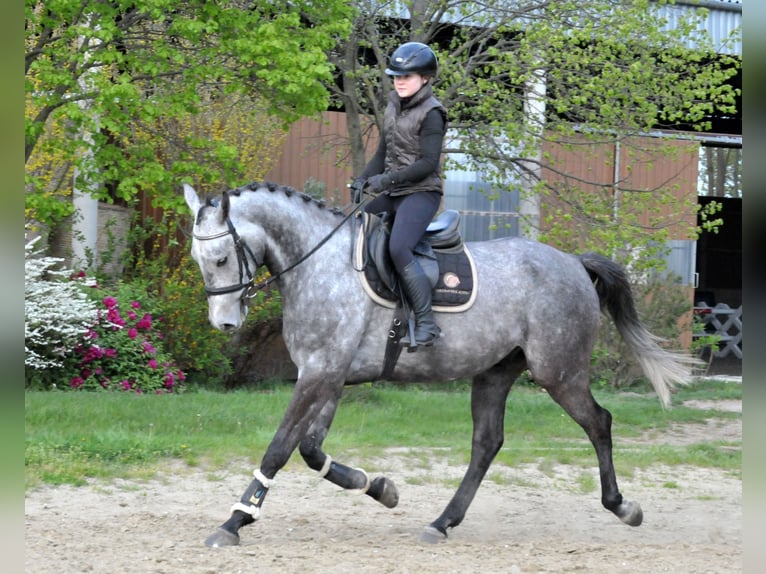 Hongaars sportpaard Ruin 5 Jaar 171 cm Schimmel in Schattendorf