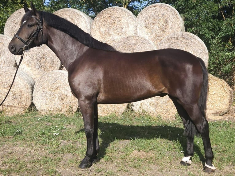 Hongaars sportpaard Ruin 5 Jaar 172 cm Donkerbruin in B&#xE9;k&#xE9;s