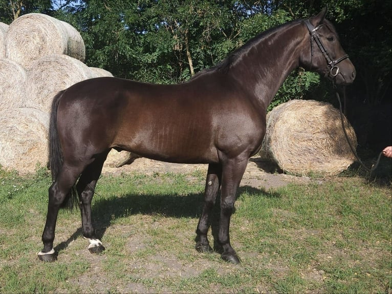Hongaars sportpaard Ruin 5 Jaar 172 cm Donkerbruin in B&#xE9;k&#xE9;s