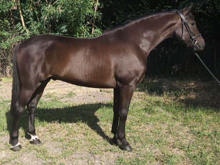 Hongaars sportpaard Ruin 5 Jaar 172 cm Donkerbruin in B&#xE9;k&#xE9;s