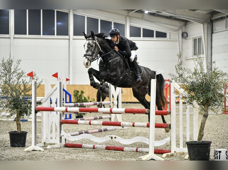 Hongaars sportpaard Ruin 5 Jaar 177 cm Schimmel in Szabadbattyán