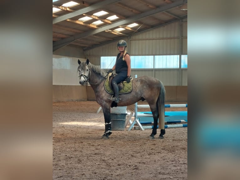 Hongaars sportpaard Ruin 6 Jaar 148 cm Schimmel in Pfaffen-Schwabenheim