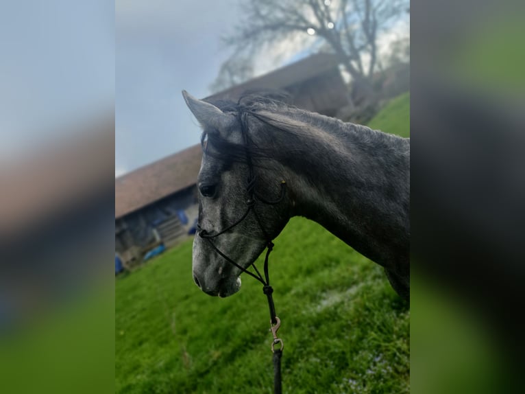 Hongaars sportpaard Ruin 6 Jaar 150 cm Appelschimmel in Bad Endorf