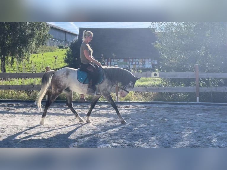 Hongaars sportpaard Ruin 6 Jaar 150 cm Blauwschimmel in Obergr&#xFC;nbach