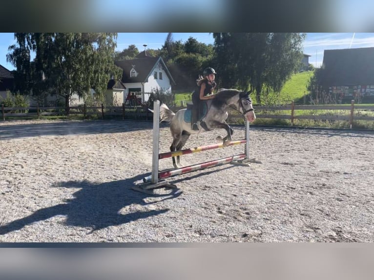 Hongaars sportpaard Ruin 6 Jaar 150 cm Blauwschimmel in Obergr&#xFC;nbach