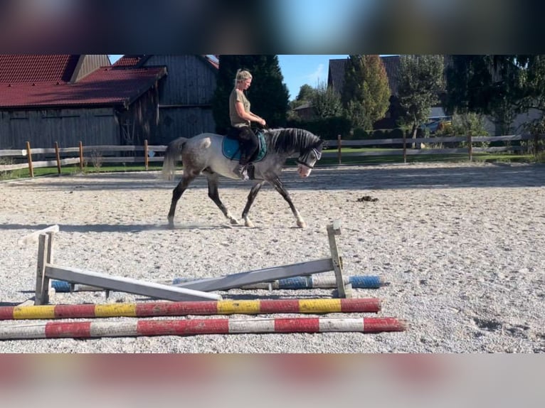 Hongaars sportpaard Ruin 6 Jaar 150 cm Blauwschimmel in Obergr&#xFC;nbach