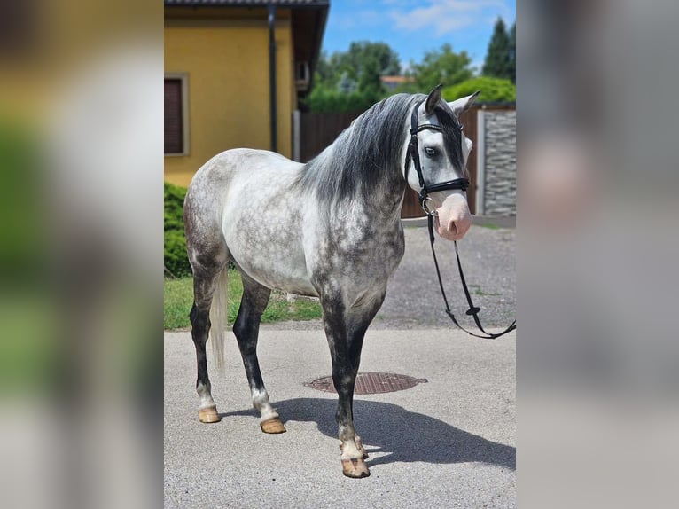Hongaars sportpaard Ruin 6 Jaar 150 cm Blauwschimmel in Obergr&#xFC;nbach