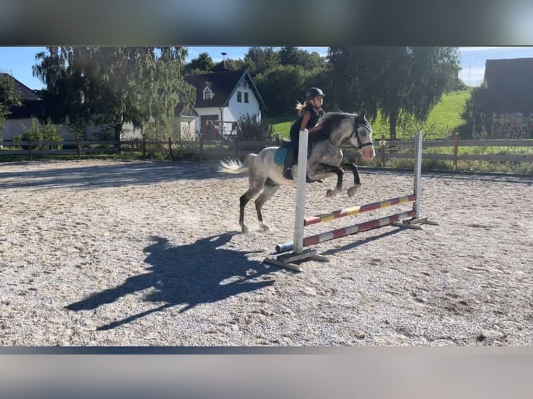Hongaars sportpaard Ruin 6 Jaar 150 cm Blauwschimmel in Obergr&#xFC;nbach