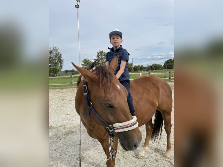 Hongaars sportpaard Ruin 6 Jaar 150 cm Donkere-vos in Hohenthann