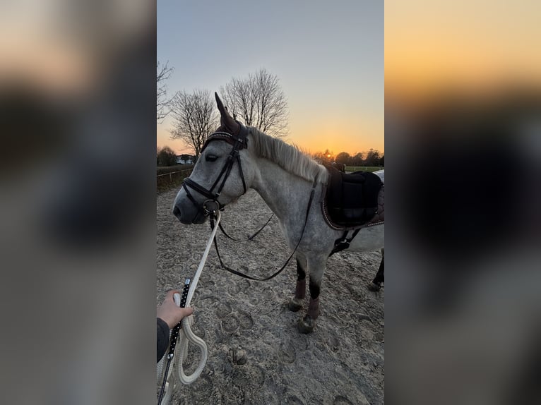 Hongaars sportpaard Mix Ruin 6 Jaar 150 cm Schimmel in Frankfurt am Main