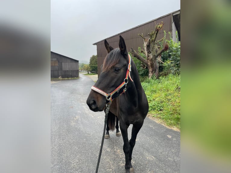 Hongaars sportpaard Ruin 6 Jaar 150 cm Zwart in Tr&#xF6;stau