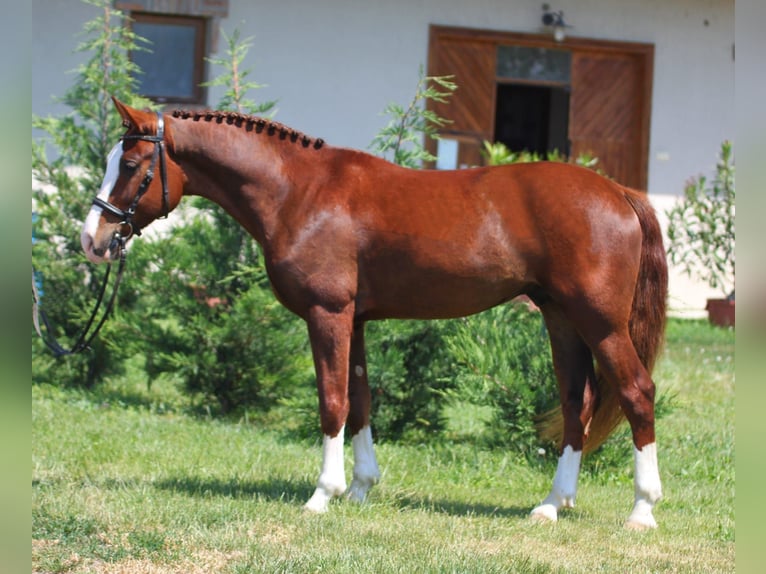 Hongaars sportpaard Mix Ruin 6 Jaar 152 cm in Berlin