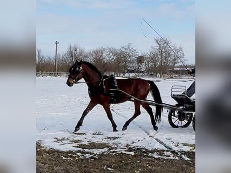 Hongaars sportpaard Ruin 6 Jaar 152 cm Roodbruin in Tass