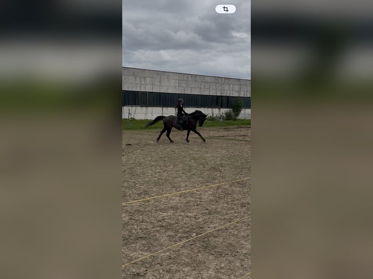 Hongaars sportpaard Ruin 6 Jaar 155 cm Zwart in Hollenstein