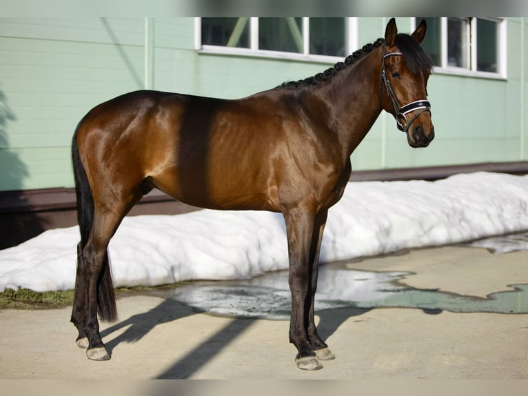 Hongaars sportpaard Ruin 6 Jaar 163 cm Bruin in Korosnagyharsany