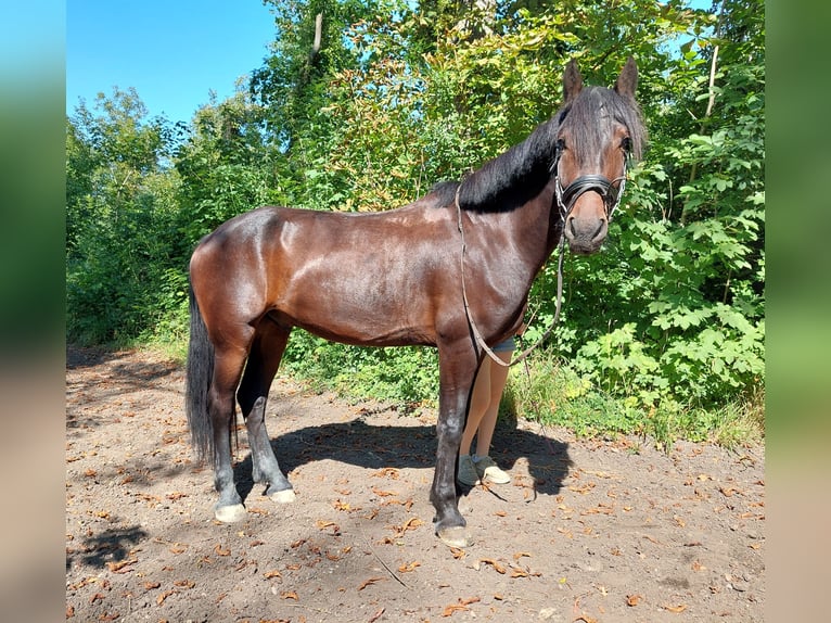 Hongaars sportpaard Ruin 6 Jaar 163 cm Donkerbruin in Tulln