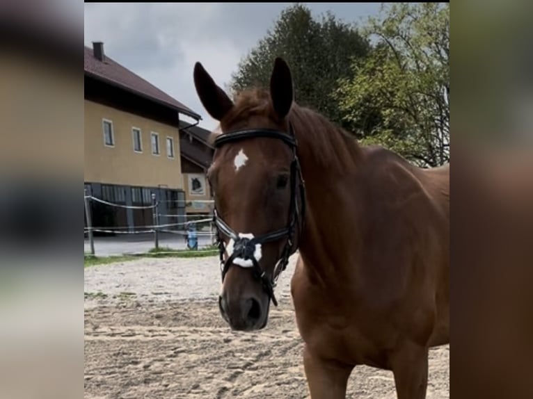 Hongaars sportpaard Ruin 6 Jaar 163 cm Vos in Obertrum am Ser