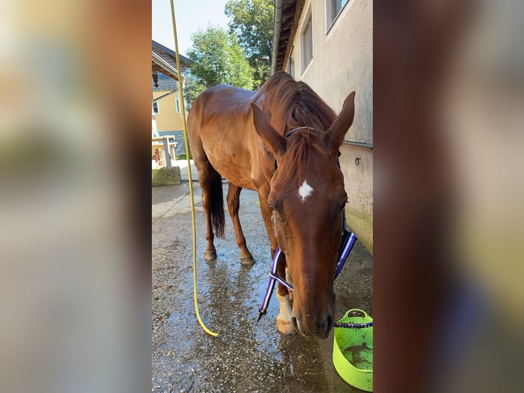 Hongaars sportpaard Ruin 6 Jaar 163 cm Vos in Obertrum am Ser