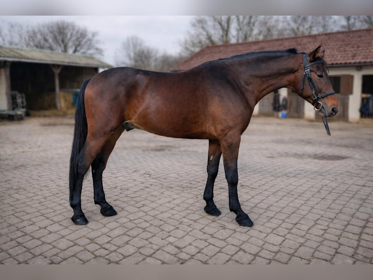 Hongaars sportpaard Mix Ruin 6 Jaar 164 cm Bruin in Kismarja