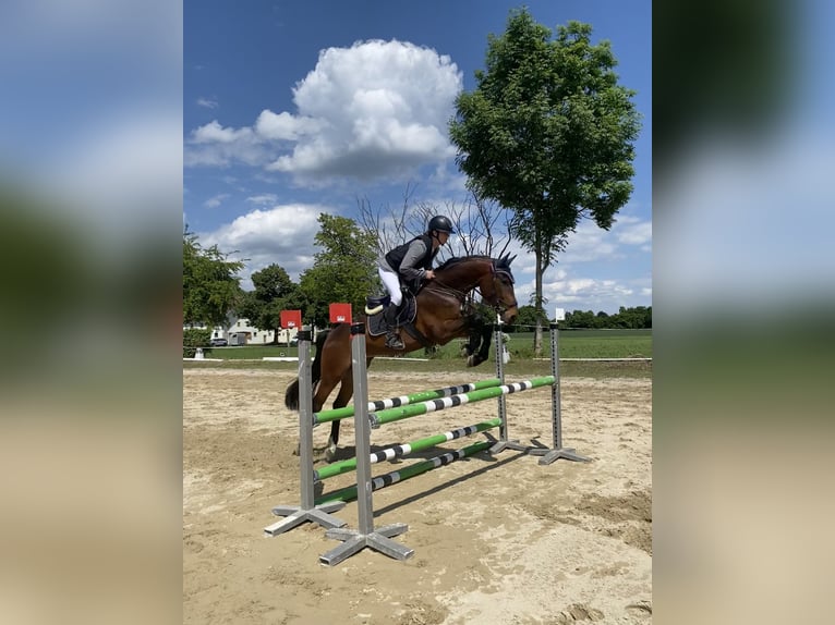 Hongaars sportpaard Ruin 6 Jaar 165 cm Bruin in Pittenhart