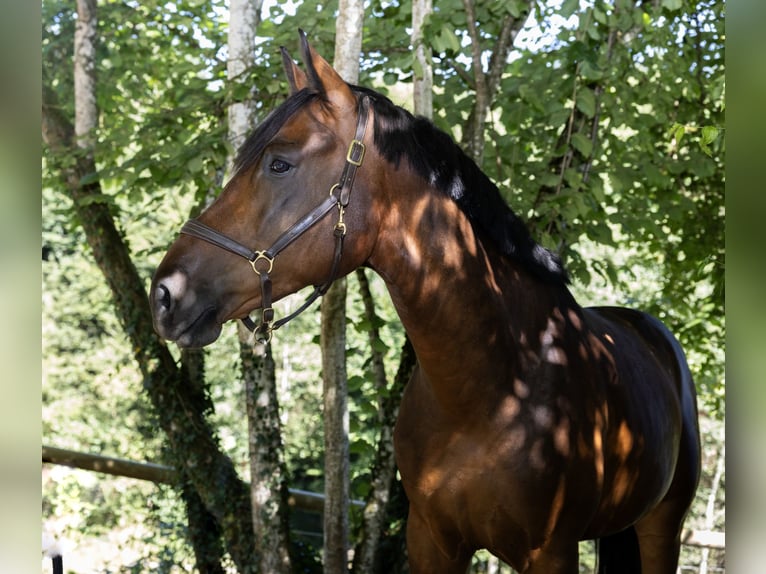 Hongaars sportpaard Ruin 6 Jaar 165 cm Bruin in Pittenhart