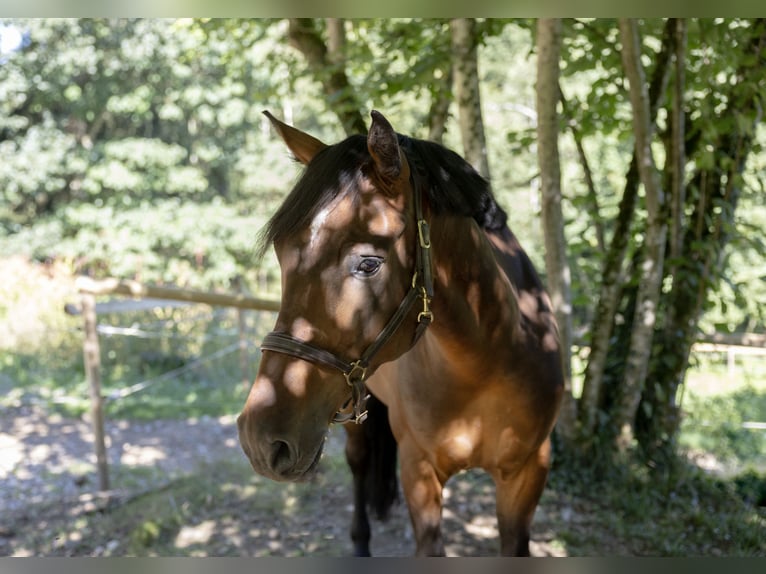Hongaars sportpaard Ruin 6 Jaar 165 cm Bruin in Pittenhart