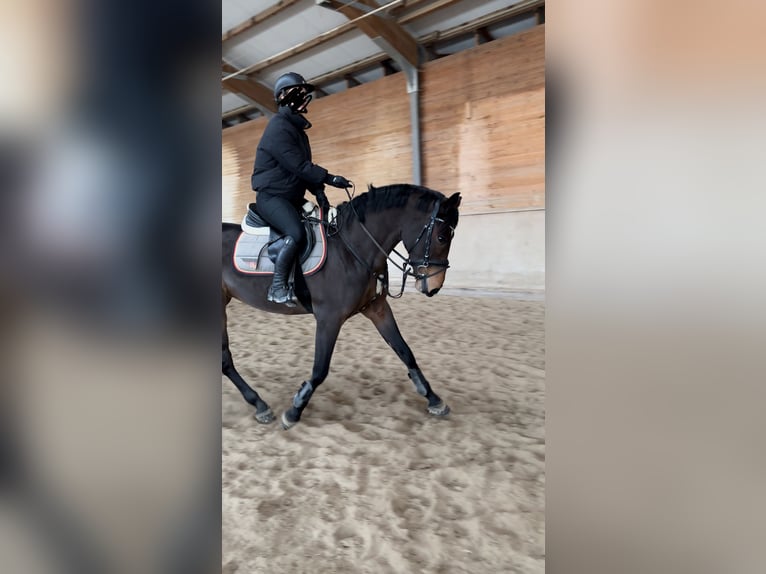 Hongaars sportpaard Ruin 6 Jaar 165 cm Bruin in Pittenhart