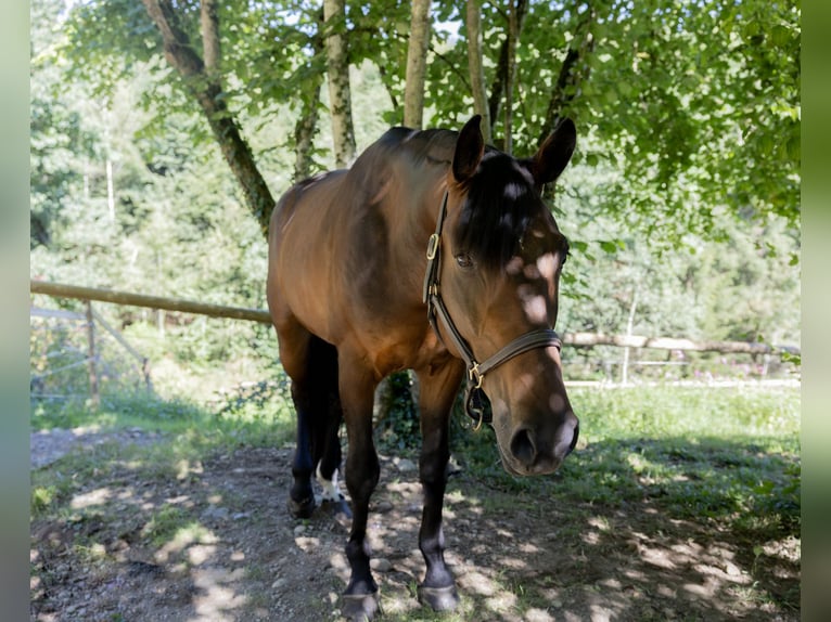 Hongaars sportpaard Ruin 6 Jaar 165 cm Bruin in Pittenhart